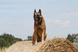 MALINOIS 948